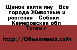 Щенок акита ину - Все города Животные и растения » Собаки   . Кемеровская обл.,Топки г.